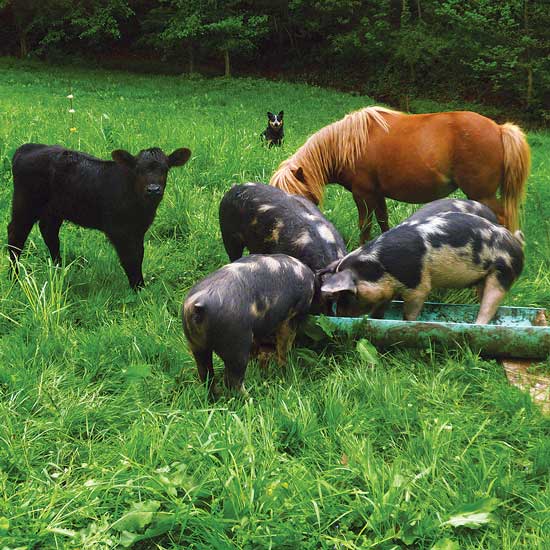Mixed-species grazing allows each plant species time to recover after being grazed.